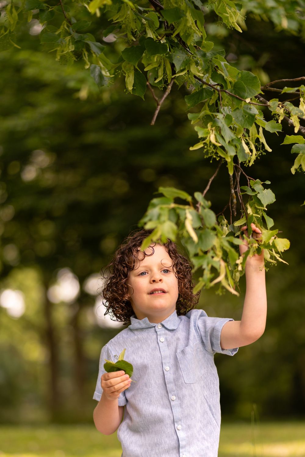 Curly-haired boy in blue shirt reaching up to touch green tree branches in a sunny park.