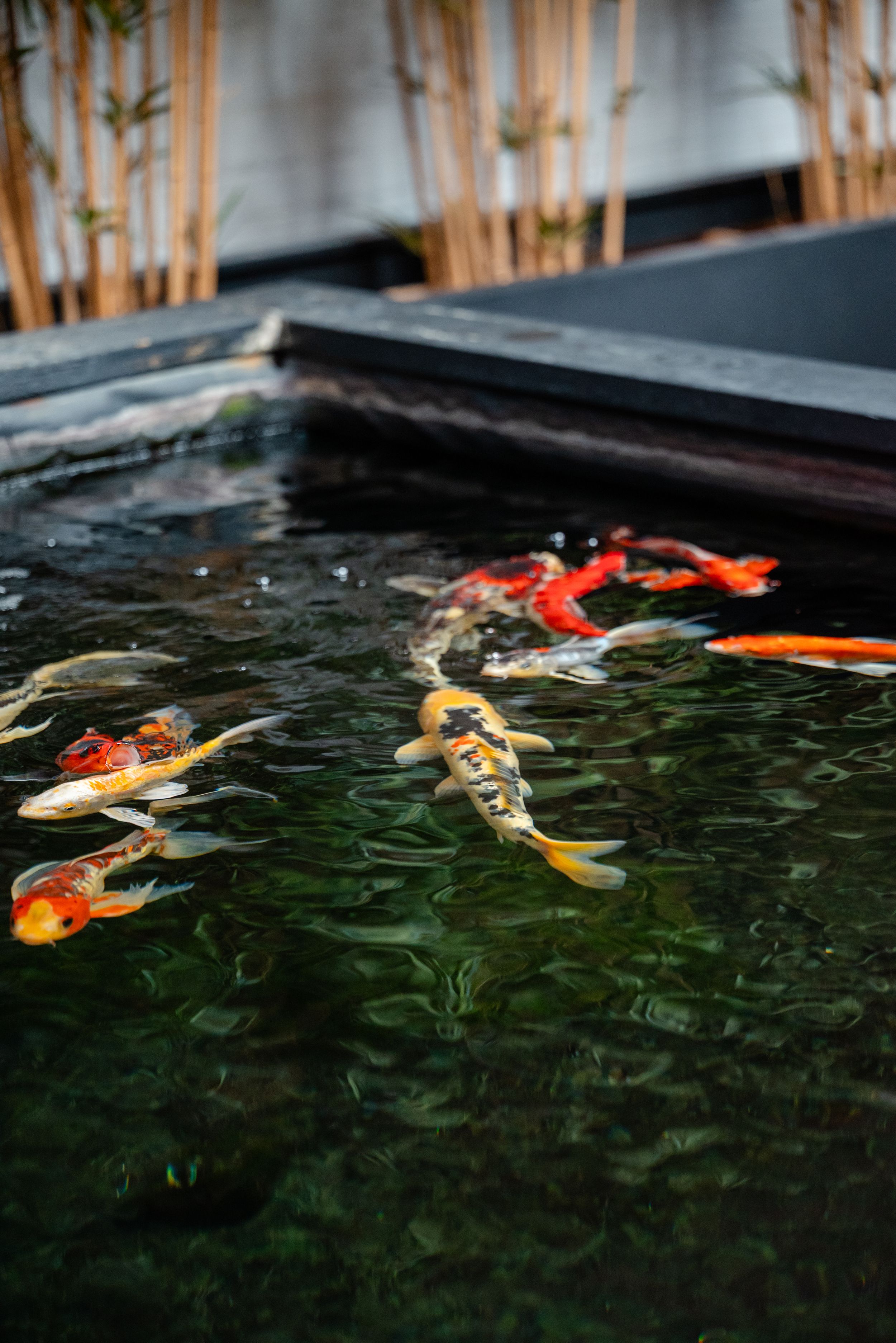 Colorful koi fish swimming in a dark ornamental pond surrounded by bamboo plants.
