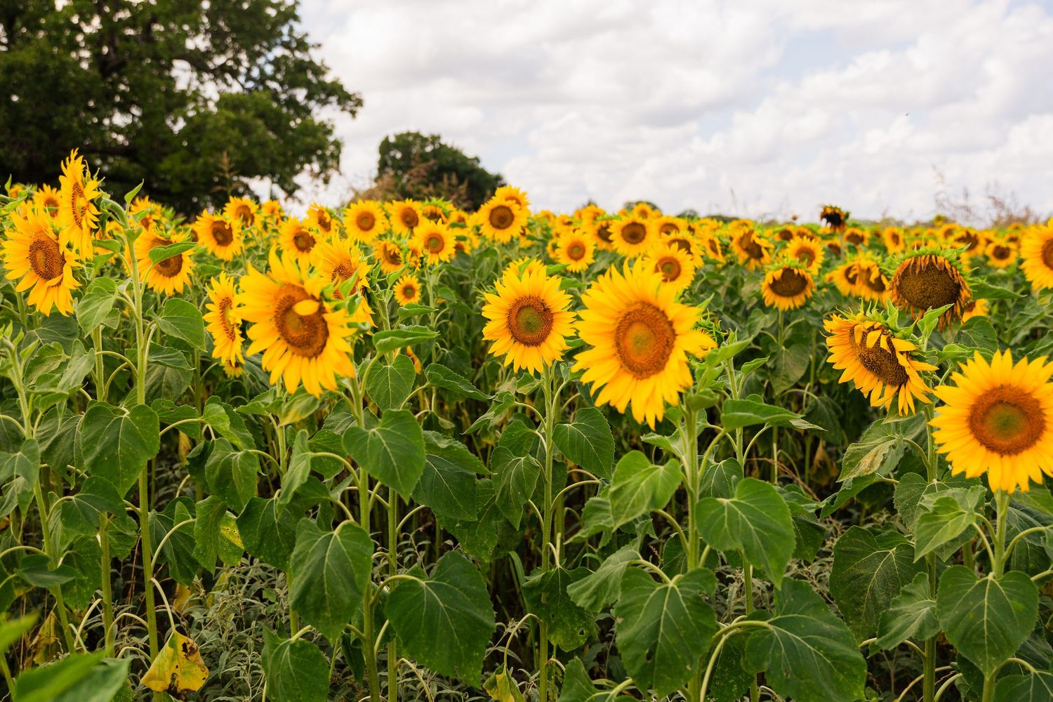 A vibrant field of yellow sunflowers in full bloom under a cloudy sky with green trees in the background.