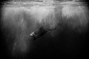 Black and white underwater photo of a seal diving deep beneath the ocean surface with light rays.