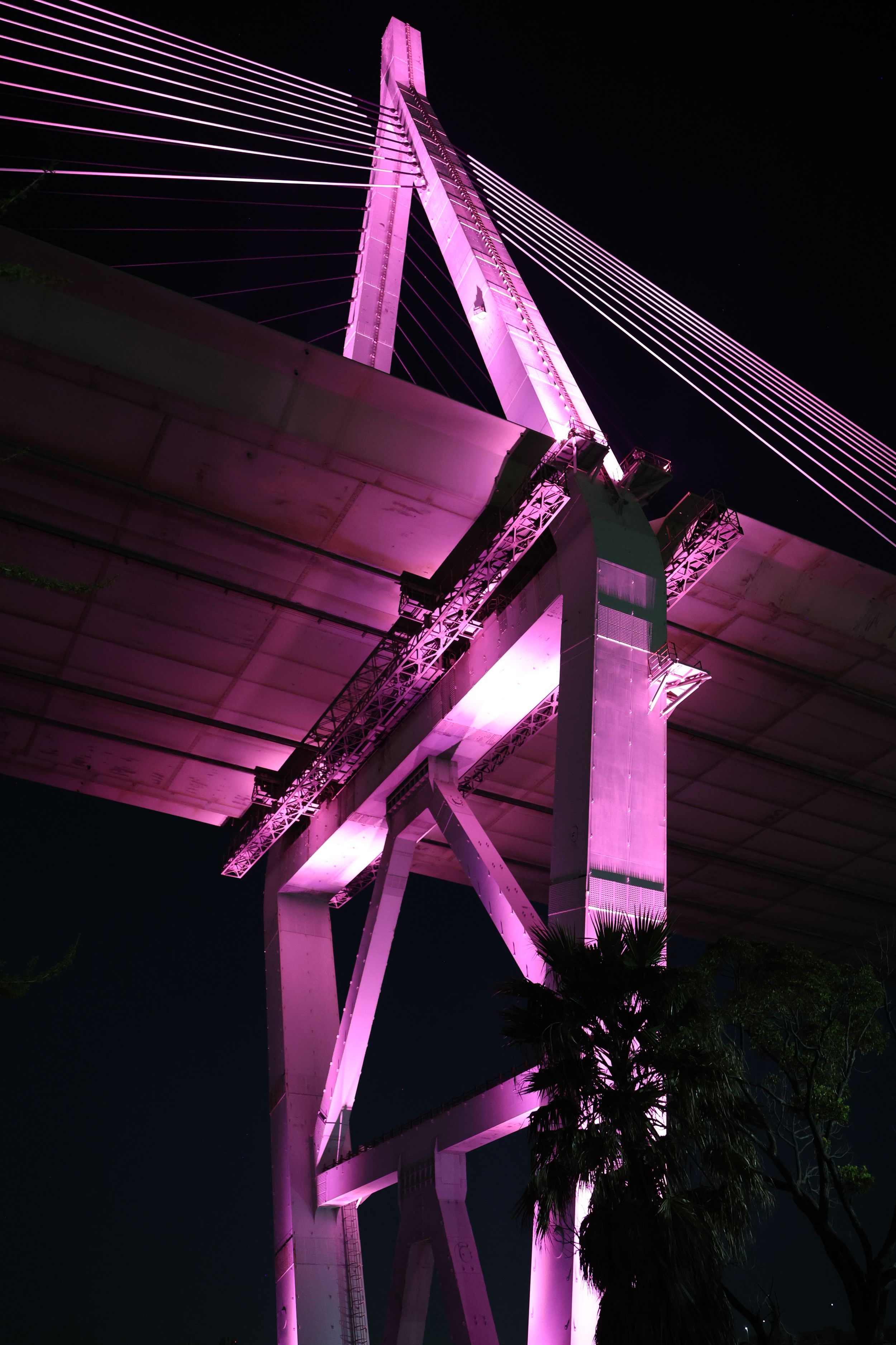 A cable-stayed bridge illuminated in vibrant pink and purple lights against a dark night sky.