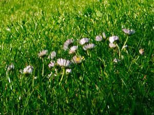 White and pink daisy flowers blooming in vibrant green grass in a sunny garden.