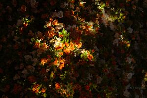 Dense cluster of orange and red flowers illuminated by dappled sunlight against a dark background.