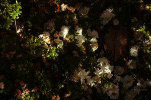 White flowers illuminated by dramatic light against a dark background of lush green foliage.