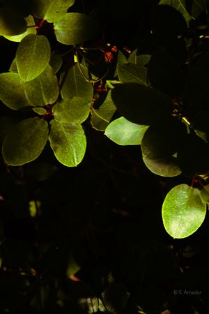 Glossy green rounded leaves glow in sunlight against a deep dark background.