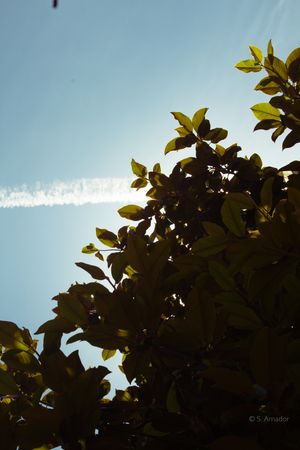 Sunlit green leaves on a tree branch against a clear blue sky with a white airplane contrail streak.