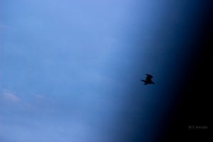 Silhouette of a bird in flight against a dramatic blue twilight sky with soft clouds.