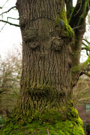 Close-up of a large moss-covered oak tree trunk with textured bark in a forest.