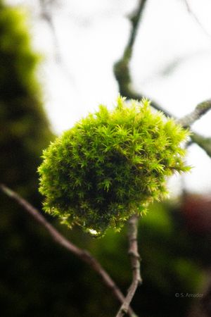 Vibrant green moss growing in a round ball cluster on a tree branch.