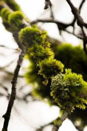 Bright green moss growing along tree branches with bokeh background in soft light.