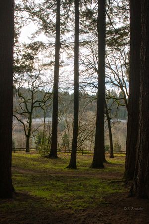 Tall pine trees frame a serene lake view with moss-covered ground and bare deciduous trees in soft winter light.