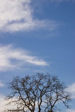 Bare winter tree branches silhouetted against a blue sky with wispy white cirrus clouds.