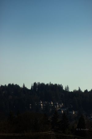 Dark silhouette of evergreen forest and hillside homes against a clear pale blue sky at dusk.