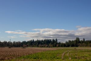 Wide open farm field with green crops and tree line under blue sky with clouds.