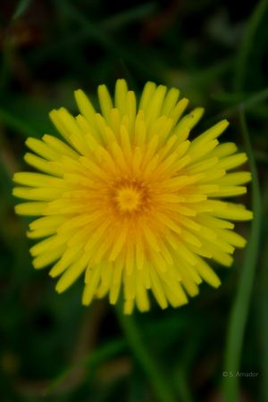Close-up macro shot of a bright yellow dandelion flower with detailed petals on green grass.