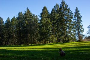 A person crouches in a sunlit green meadow surrounded by tall evergreen trees under blue sky.