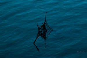 Lone dark twig floating on calm blue water casting a delicate reflection on the tranquil surface.