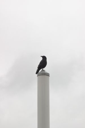 A black crow perches atop a tall white cylindrical pole against an overcast gray sky.