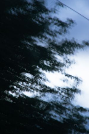 Abstract blurred dark tree branches against a moody blue sky with motion blur effect.
