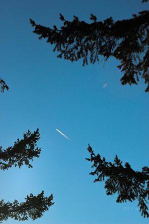 Silhouetted pine tree branches frame a clear blue sky with a jet airplane contrail streaking diagonally overhead.