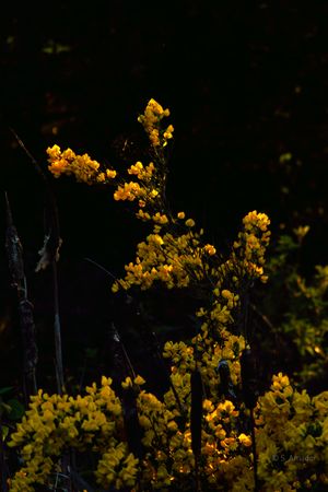 Vibrant yellow wildflowers illuminated by golden sunlight against a dark shadowy forest background in nature.