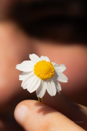 A small white daisy flower with yellow center held between two fingers against a blurred background.