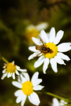 Honey bee collecting pollen on a bright white and yellow daisy flower in a garden.