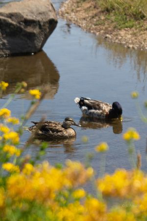 Two mallard ducks swimming in a shallow stream surrounded by bright yellow wildflowers and large rocks.