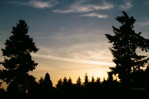 Silhouette of tall pine trees against a colorful orange and blue sunset sky.