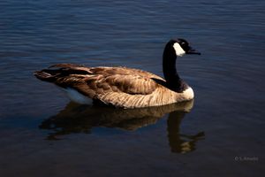 A Canada goose with black neck and white chin patch swimming gracefully on calm blue water.