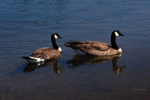 Two Canada geese swimming peacefully on calm blue water with reflections.