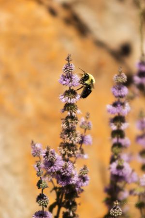 A bumblebee collecting nectar from purple lavender spikes with a warm golden bokeh background.