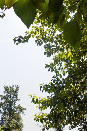 Looking up through green tree leaves and branches against a bright hazy sky.