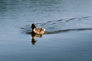 A mallard duck swimming across calm blue water leaving ripples and a reflection on the surface.