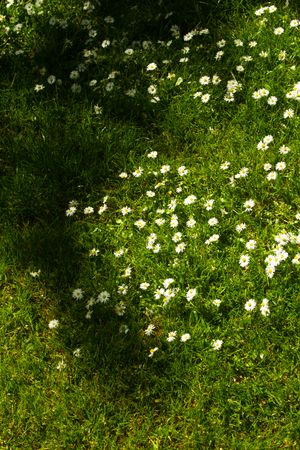 Aerial view of white daisies blooming in green grass with sunlight and shadow contrast.