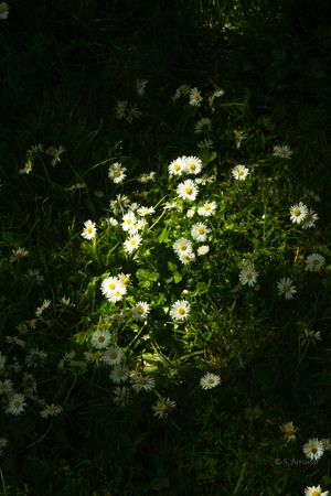 Sunlit white daisies with yellow centers growing in dark green grass, illuminated by a spotlight of natural light.