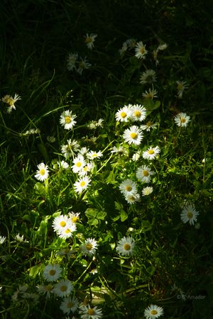White daisies with yellow centers growing in dark green grass illuminated by sunlight.