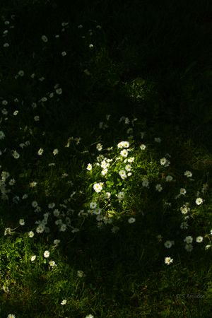 Sunlit white daisies glowing in a dark green meadow, illuminated by a beam of natural light.