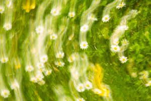 Abstract motion blur of white daisies spinning in a lush green meadow creating a dreamy swirl effect.