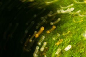 Close-up abstract macro photography of vibrant green surface with blurred yellow and white light reflections.