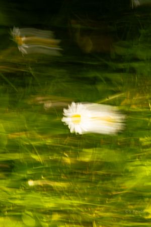 Motion blur artistic photo of white daisy flowers swaying in vibrant green grass creating dreamy movement effect.