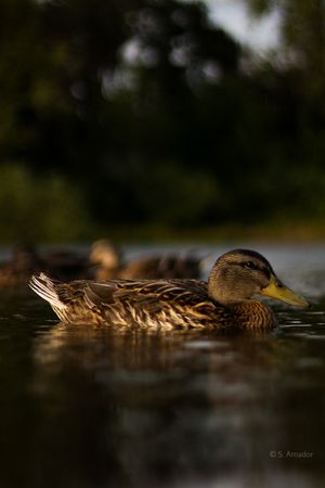 A female mallard duck swims gracefully on calm water with dark green trees in the background.