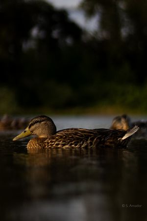 A female mallard duck rests on a dark reflective lake with blurred green trees behind.