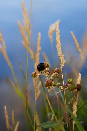 Wild blackberries in various stages of ripening among golden grass stems with a soft blue background.