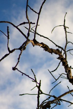 Bare tree branches with small buds silhouetted against a blue cloudy sky.