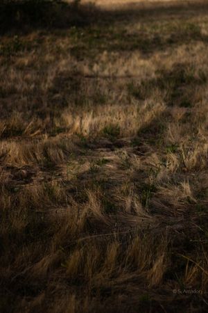 Dry golden grass field with sparse green shoots in warm evening light, creating a textured natural ground cover landscape.
