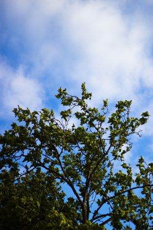Green leafy tree branches stretch upward against a bright blue sky with white clouds.