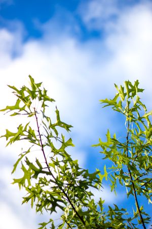 Low angle view of bright green oak tree branches against a blue sky with white clouds.