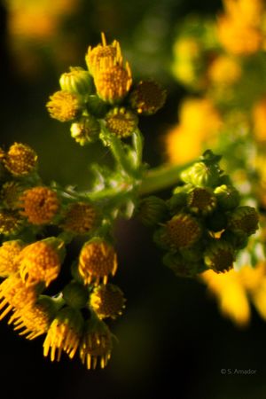 Close-up macro shot of yellow wildflowers with small round buds on green stems in soft light.