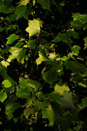 Sunlit green tulip poplar leaves with deep shadows creating dramatic contrast in a lush forest canopy.